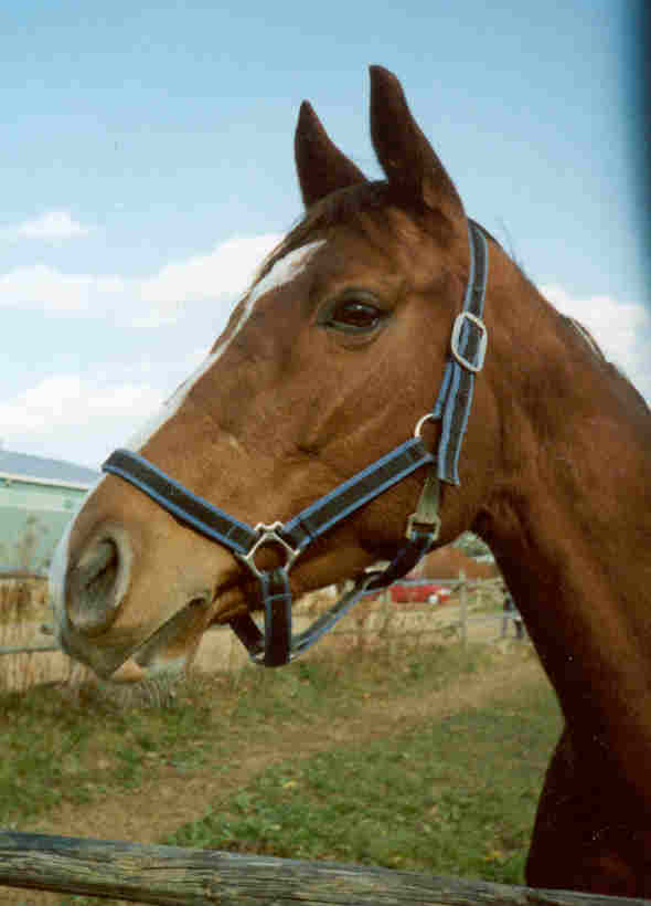 chardoneigh.jpg